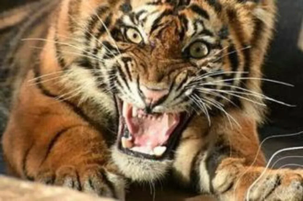 Kisah Sekawanan Harimau Mengamuk di Semidang Bukit Kabu Bengkulu
