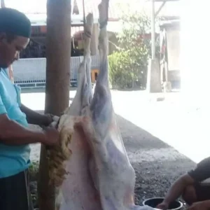 Komunitas NDASMUMET Brebes Salurkan Hewan Kurban Pemda ke Kampung Pesanggrahan