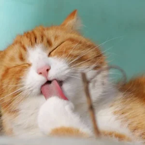 Memahami Bahasa Tubuh Kucing: Tanda-tanda yang Harus Diperhatikan Induk Kucing Tidak Merawat Anaknya? Ini Penyebab dan Solusi Mengatasinya Kucingmu Sering Hilang? ini Tempat Favorit Kucing Bersembunyi Saat Kabur dari Rumah Alasan Kucing Suka Tidur Dekat Pemiliknya Menurut Ahli