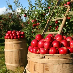 Mencegah Diabetes dengan Buah Apel: Menggenggam Risiko dengan Makanan Sehat