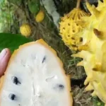 Mengenal Buah Biriba dan Segudang Manfaatnya