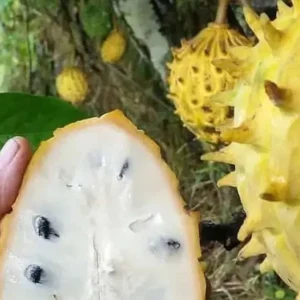 Mengenal Buah Biriba dan Segudang Manfaatnya