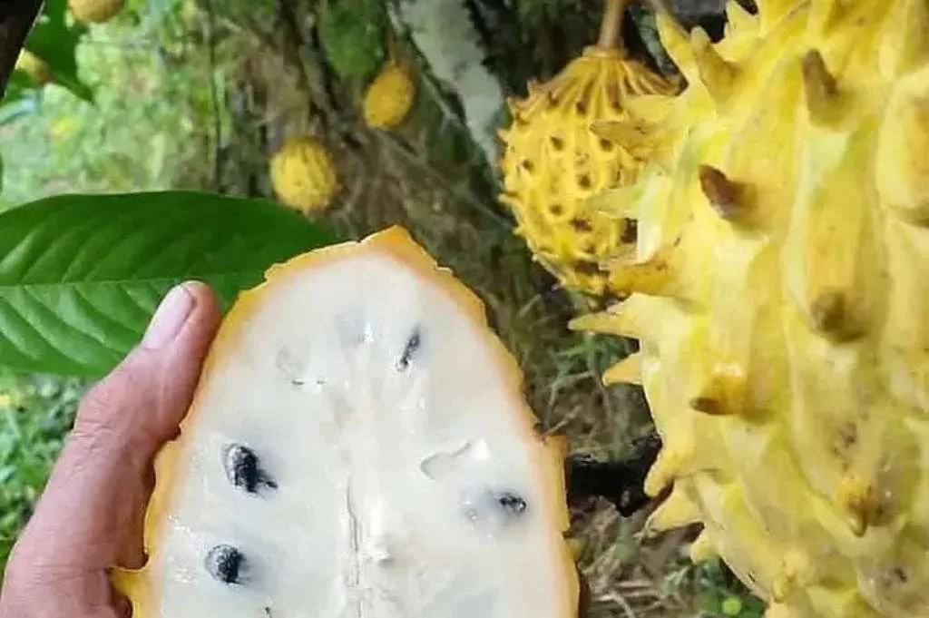 Mengenal Buah Biriba dan Segudang Manfaatnya