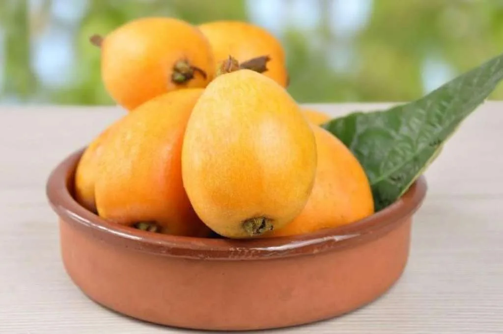 Mengenal Buah Loquat dan Khasiatnya