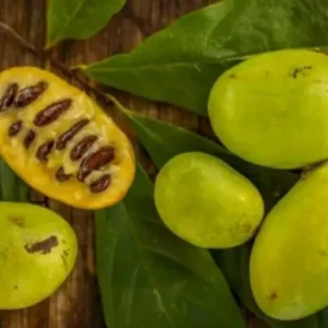Mengenal Buah Pawpaw: Primadona yang Turun Tahta Mengenal Buah Pawpaw: Primadona yang Turun Tahta