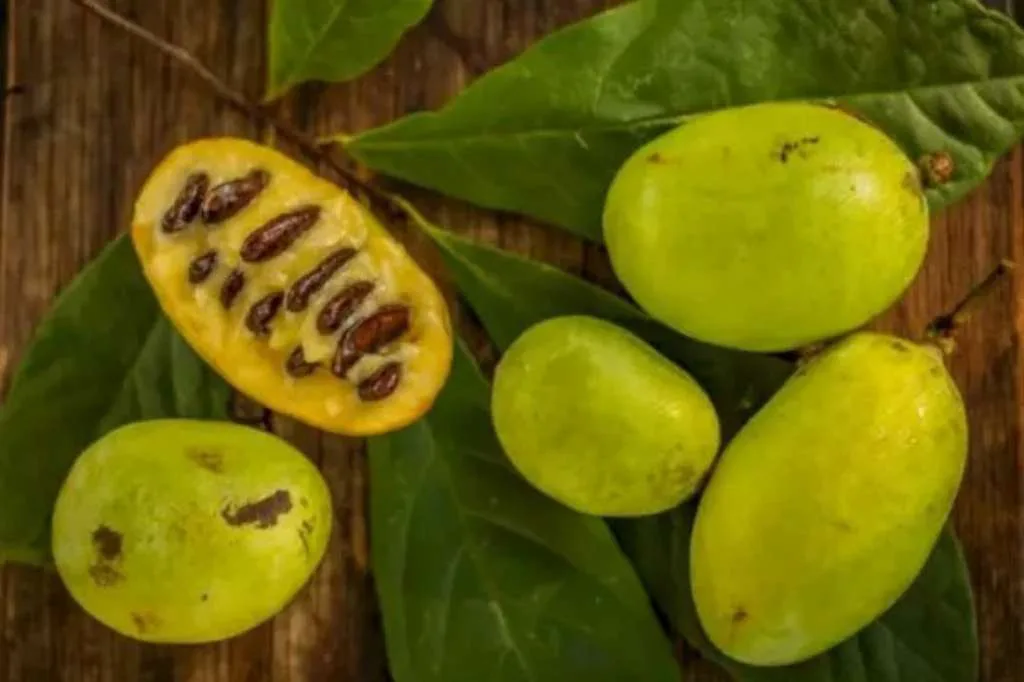 Mengenal Buah Pawpaw: Primadona yang Turun Tahta
