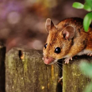 Panduan Praktis: Memerangi Tikus dengan Metode Sederhana Tikus Dalam Rumah? Ini Bahaya dan Cara Mengatasinya