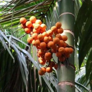 Permintaan dari India Kurang, Harga Pinang Kering Ikut Anjlok