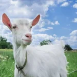 Persiapan Idul Adha: Panduan untuk Memilih Hewan Qurban yang Berkualitas