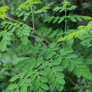 7 Alasan Mengapa Daun Kelor Layak Jadi Superfood Anda 7 Alasan Mengapa Daun Kelor Layak Jadi Superfood Anda