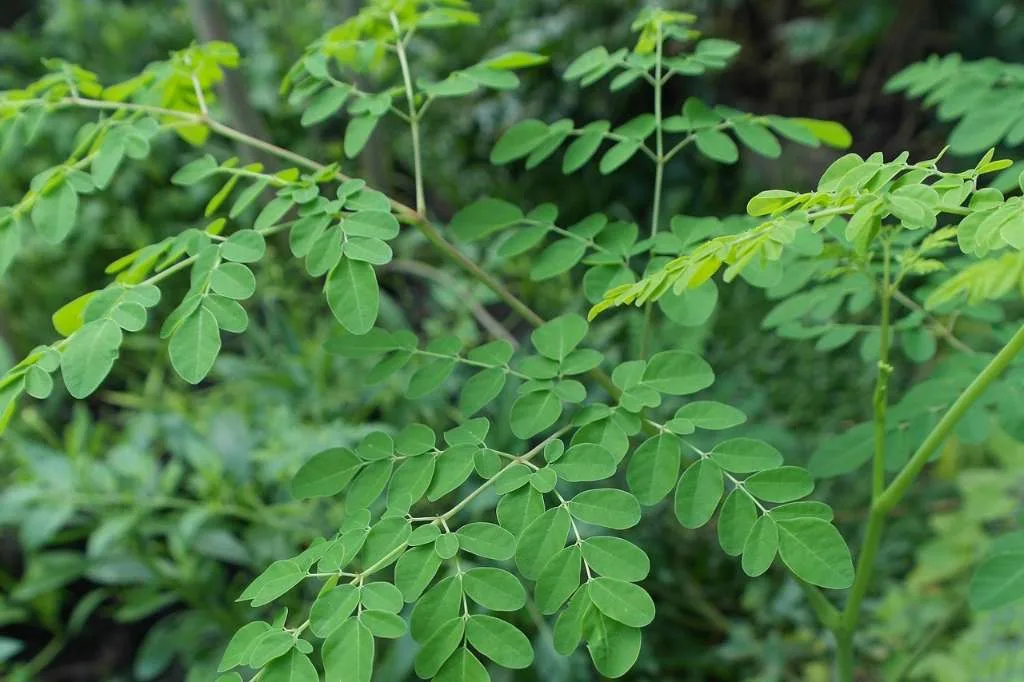 7 Alasan Mengapa Daun Kelor Layak Jadi Superfood Anda