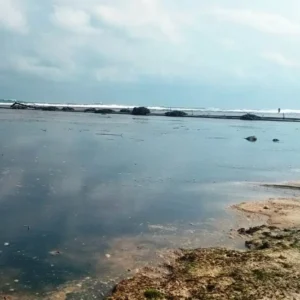 LPRI Soroti Pembungan limbah Tambak Udang di Kaur