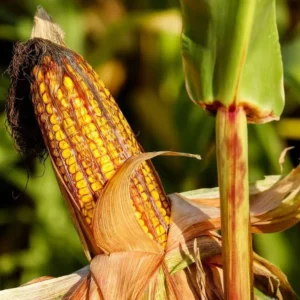 Harga Stabil, Petani Jagung di Bengkulu Tersenyum Lebar