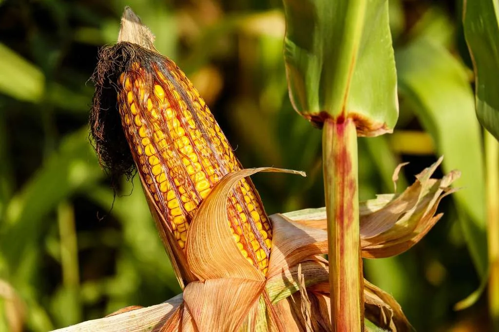 Harga Stabil, Petani Jagung di Bengkulu Tersenyum Lebar