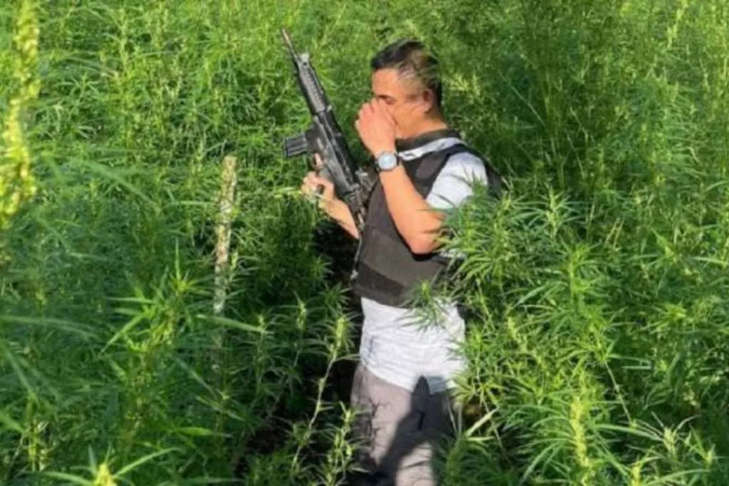 Jaga Ladang Ganja 1,5 Hektare, Petani Rejang Lebong Ditangkap Polisi