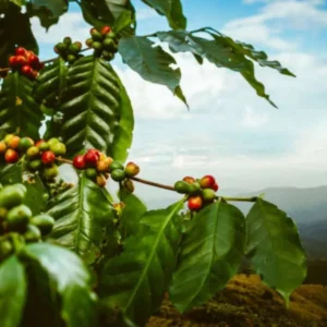 Kabar Gembira Bagi Petani, Harga Kopi Melambung Tinggi
