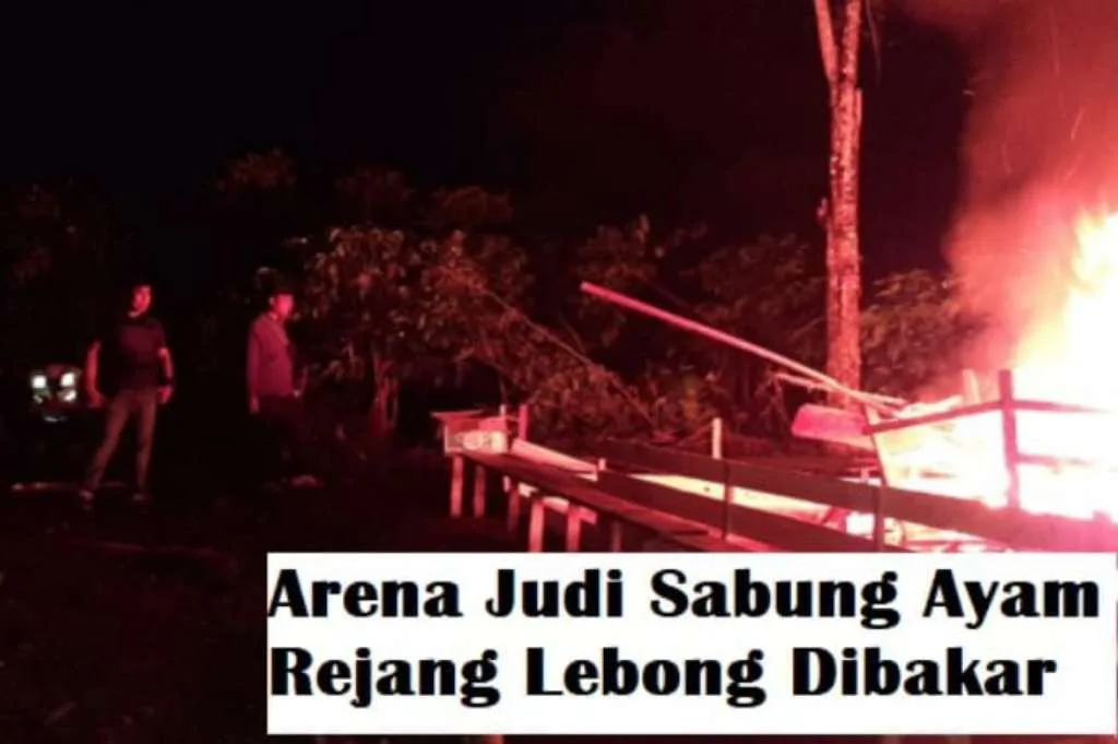 Penggerebekan Arena Judi Sabung Ayam Gegerkan Warga Dusun Curup