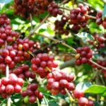 Suimi Fales Dukung Pemprov Pasarkan Kopi Asli Bengkulu Dipengaruhi Kenaikan Harga Kopi, Inflasi September 2024 Turun Jadi 1,84 Persen Ekspor Kopi Naik, Produktivitas Indonesia Masih Tertinggal