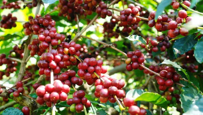Suimi Fales Dukung Pemprov Pasarkan Kopi Asli Bengkulu Dipengaruhi Kenaikan Harga Kopi, Inflasi September 2024 Turun Jadi 1,84 Persen Ekspor Kopi Naik, Produktivitas Indonesia Masih Tertinggal