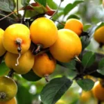 Tips Jitu Merangsang Tanaman agar Berbuah Lebat dan Berkualitas Tinggi