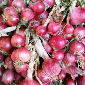 Harga Bawang Merah Turun, Ini Kata Sekjen ABMI Harga Bawang Merah Lonjak 100% di Aceh Singkil Jelang Natal Perubahan Harga Pangan Terbaru Juni 2024, Intip Harga Bawang Merah Hari Ini Pemerintah Komitmen Stabilkan Harga Bawang Merah dan Tingkatkan Ekspor Harga Pangan Nasional Berfluktuasi, Beras dan Bawang Turun