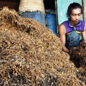 Harga Tembakau Kering di Wilayah Ini Melambung Tinggi, Petani Siap Raup Untung