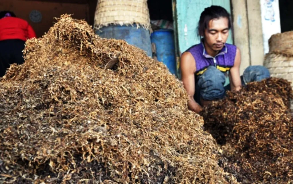 Harga Tembakau Kering di Wilayah Ini Melambung Tinggi, Petani Siap Raup Untung