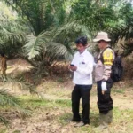 Harimau Sumatera Muncul, Warga Bengkulu Selatan Cemas