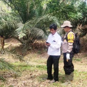 Harimau Sumatera Muncul, Warga Bengkulu Selatan Cemas Harimau Sumatera Muncul, Warga Bengkulu Selatan Cemas