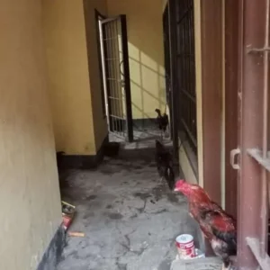 Judi Sabung Ayam, 7 Orang Diringkus Polisi