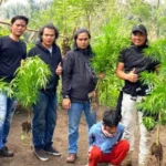 Kedapatan Tanam 15 Batang Ganja, BH Ditangkap Polisi
