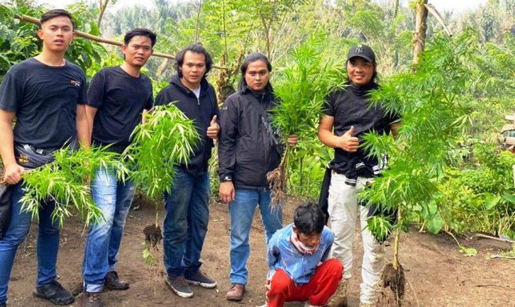 Kedapatan Tanam 15 Batang Ganja, BH Ditangkap Polisi