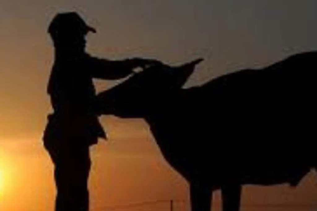 Ketua Pokmas Pemuda Sejahtera Dicurigai Selewengkan Dana Hibah Ternak Sapi