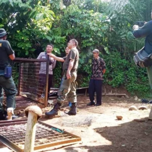 Resahkan Warga Giri Mulya, Tim BKSDA Mulai Pasang Perangkap Beruang