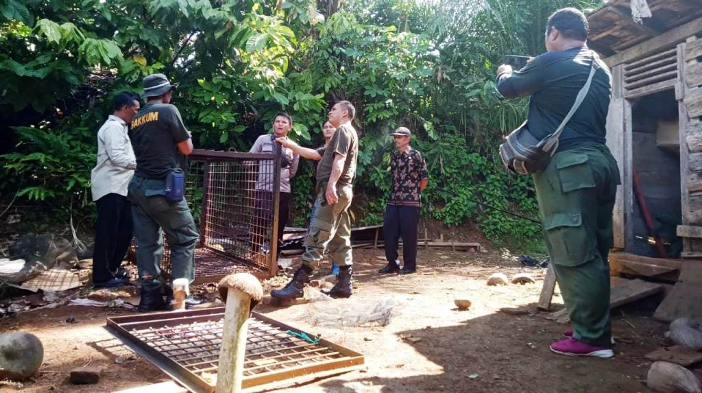 Resahkan Warga Giri Mulya, Tim BKSDA Mulai Pasang Perangkap Beruang