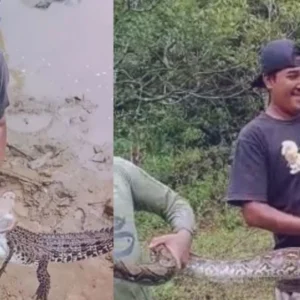 Sedang Panen Ikan, Warga Padang Jaya Temukan Buaya dan Ular Piton