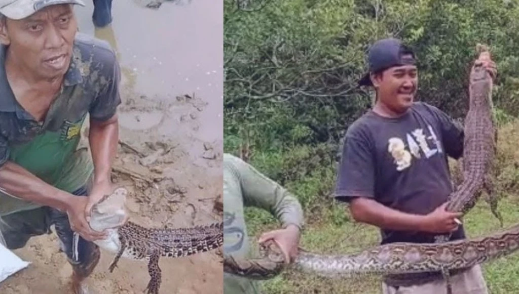 Sedang Panen Ikan, Warga Padang Jaya Temukan Buaya dan Ular Piton