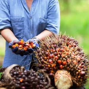 Akibat Penurunan Ekspor, Harga Minyak Kelapa Sawit (CPO) Ikut Turun