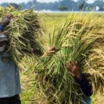 Cuaca Ekstrem El Nino, Petani Kian Menjerit