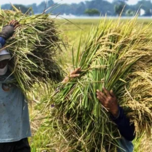 Cuaca Ekstrem El Nino, Petani Kian Menjerit
