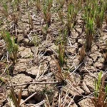 Dampak Kemarau, 500 Hektar Sawah di Seluma Gagal Panen Masyarakat Menjerit