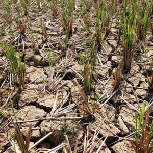 Dampak Kemarau, 500 Hektar Sawah di Seluma Gagal Panen Masyarakat Menjerit
