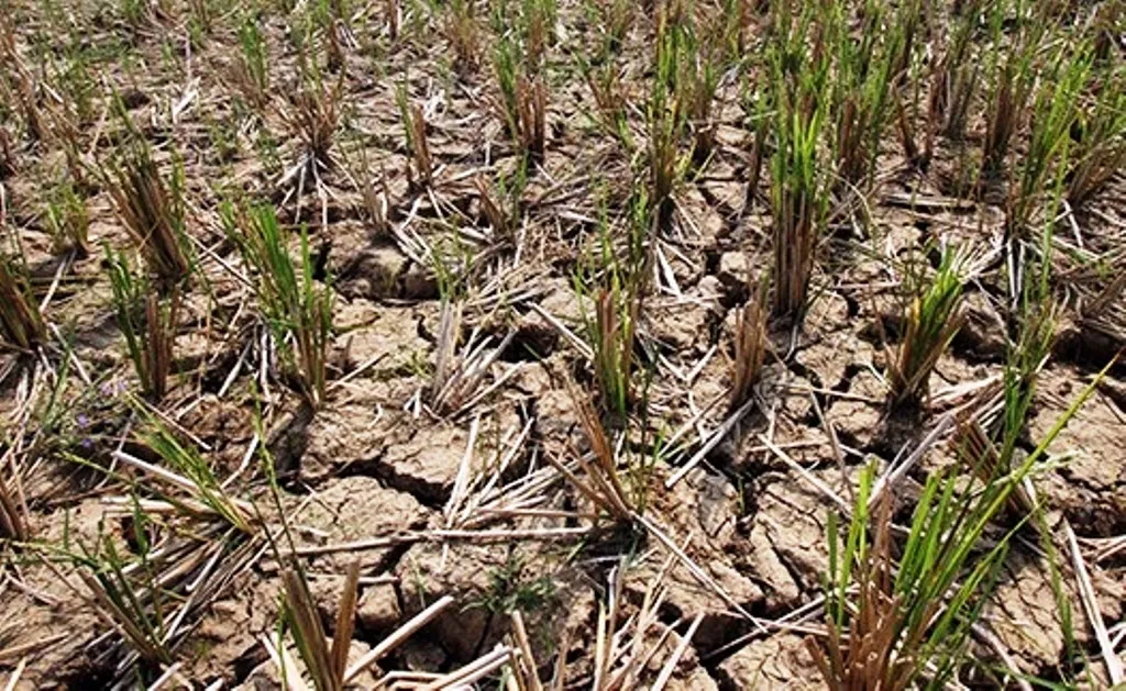 Dampak Kemarau, 500 Hektar Sawah di Seluma Gagal Panen Masyarakat Menjerit
