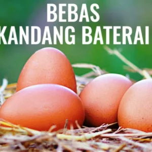 Indeks Ekuitas Terbaru, Peringkat Perusahaan Makanan Terhadap Telur Bebas Kandang Baterai