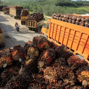 Pelemahan Harga Minyak Kedelai Berimbas Pada Harga Kontrak CPO 