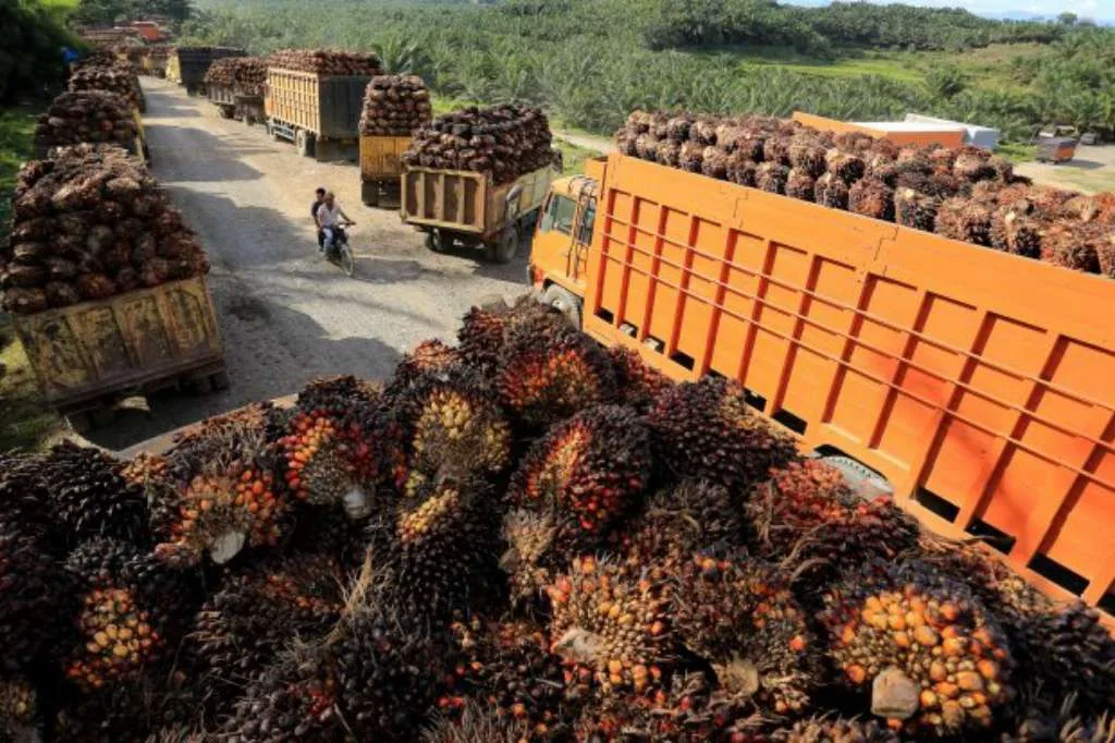 Pelemahan Harga Minyak Kedelai Berimbas Pada Harga Kontrak CPO 