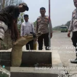 2 Warga Mukomuko Temukan Buaya Muara di Dalam Sumur