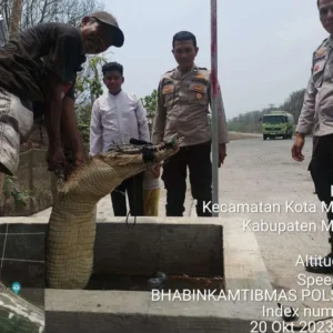 2 Warga Mukomuko Temukan Buaya Muara di Dalam Sumur