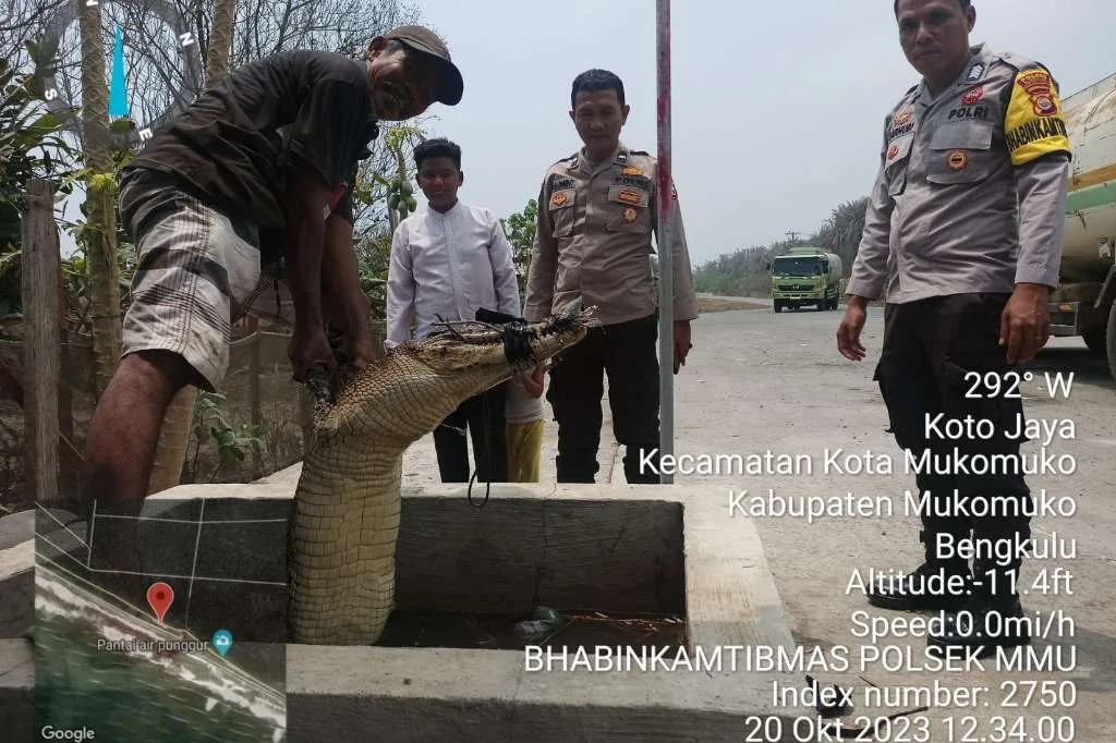 2 Warga Mukomuko Temukan Buaya Muara di Dalam Sumur