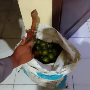 Digonggong Anjing Saat Mencuri Jeruk, Warga Rimbo Pengadang Tertangkap Penjaga Kebun